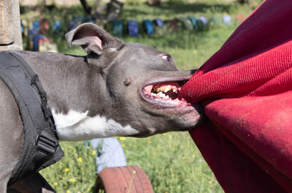 Čopor pasa napao devojku u Nišu: Prevezena u UKC Niš