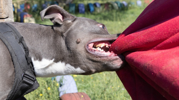 Čopor pasa napao devojku u Nišu: Prevezena u UKC Niš