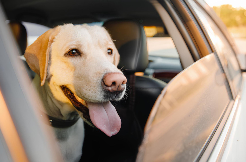 Psi otkrivaju tajnu: Zašto im je u strujašima prijatnije nego u dizelašima i benzincima