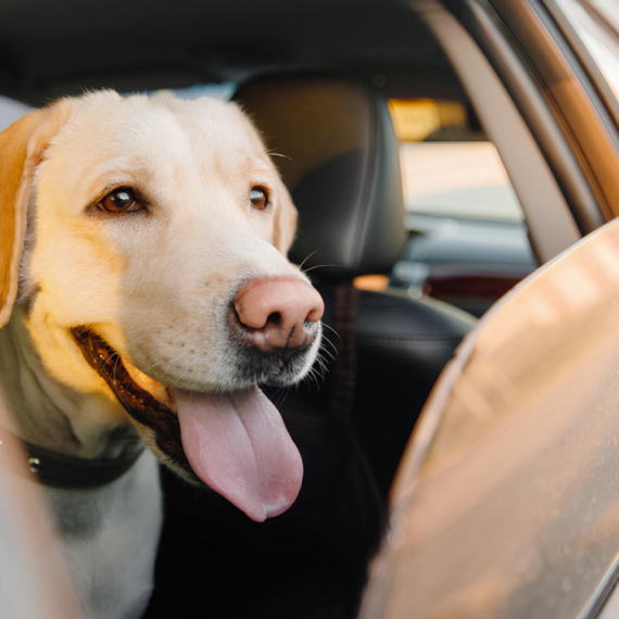 Psi otkrivaju tajnu: Zašto im je u strujašima prijatnije nego u dizelašima i benzincima