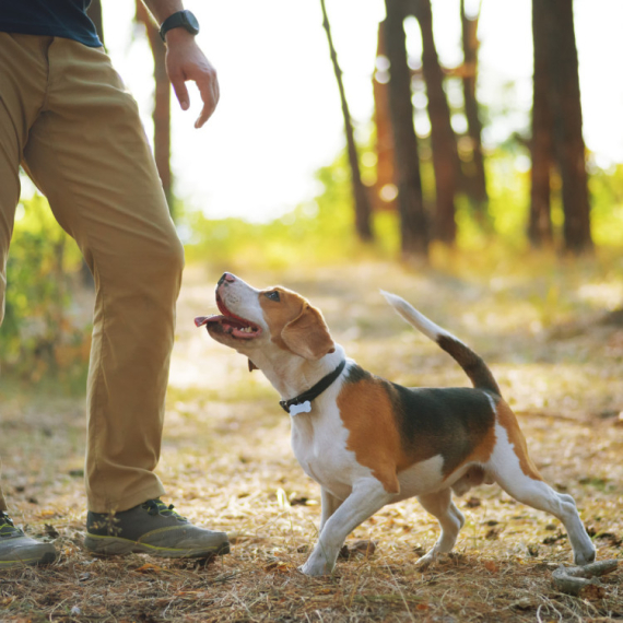 Sad je i dokazano: Psi razumeju i naš ton glasa