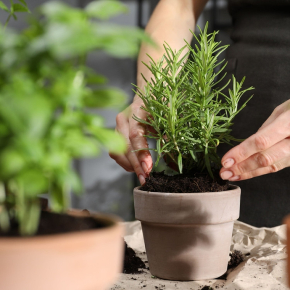 Najefikasniji načini za uzgoj ruzmarina u vašem domu: Ovo mu je neophodno