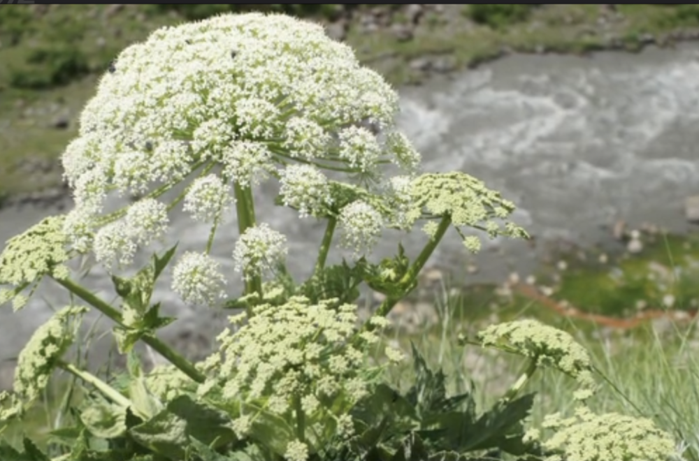 Otrovna opasna biljka raste u Srbiji: Može da izazove ozbiljne povrede VIDEO