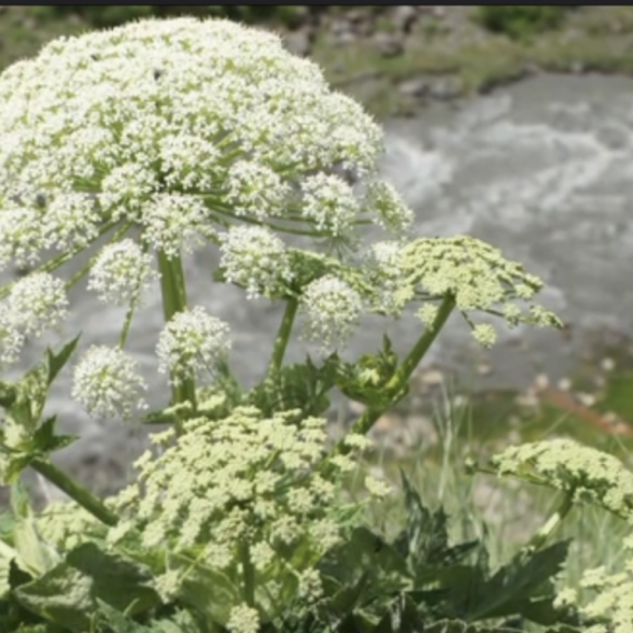 Otrovna opasna biljka raste u Srbiji: Može da izazove ozbiljne povrede VIDEO