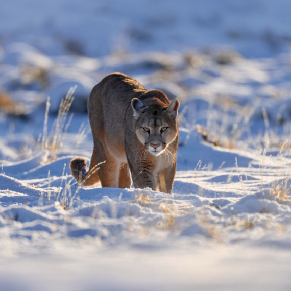 Dete napala puma: Otac ga jedva spasio