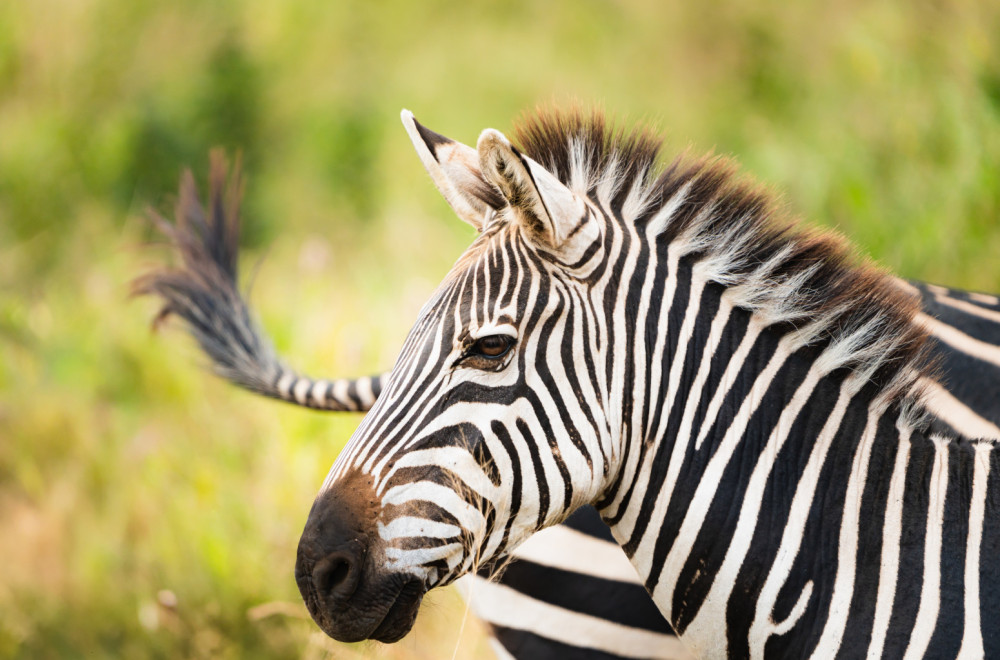 Zebre bežale po Minhenu: Reagovala policija