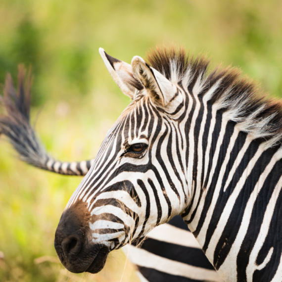 Zebre bežale po Minhenu: Reagovala policija