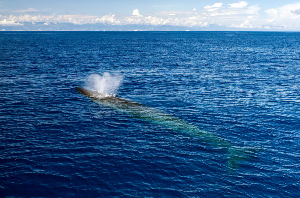 Dronovi otkrili smrtonosni virus u mlaznicima - izdasima arktičkih kitova