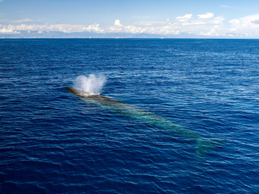 Studija: Komunikacija kitova slična ljudskom govoru