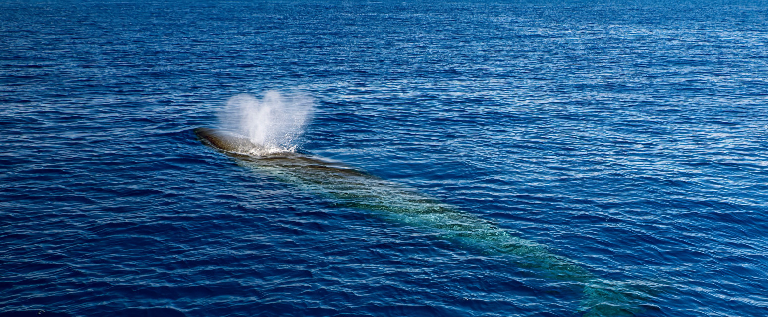 Kit ponovo snimljen u Hrvatskoj