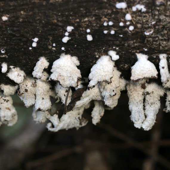Naučnici poslali hitno upozorenje: Nevidljivom svetu pod našim nogama treba zaštita