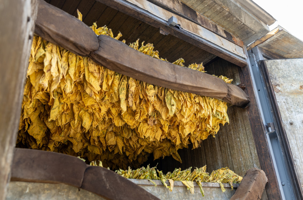 Pod zasadom duvana oko 6.000 hektara u Srbiji FOTO