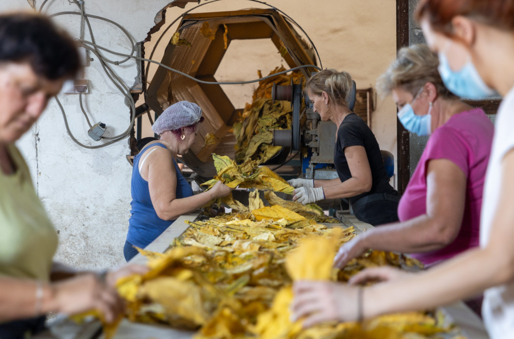 Pod zasadom duvana oko 6.000 hektara u Srbiji FOTO