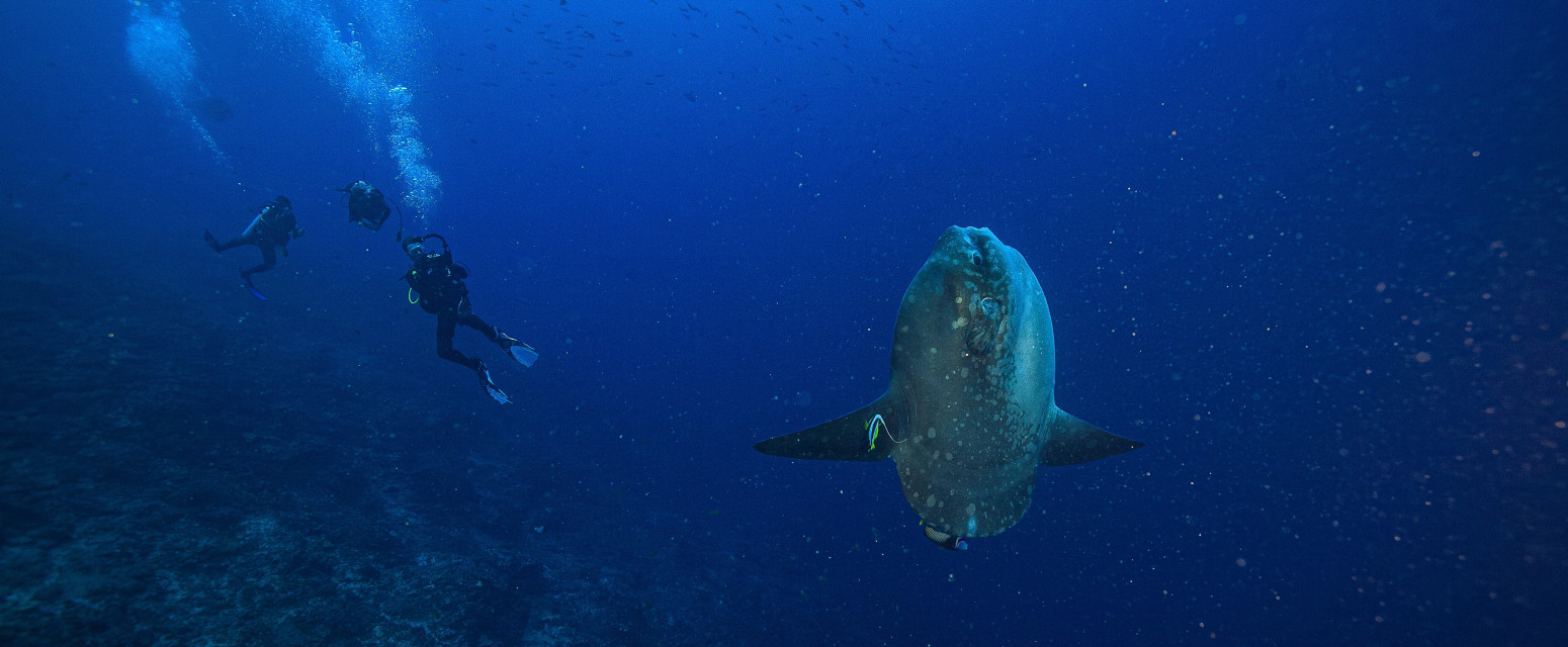 Na obali Jadrana viđeno "misteriozno" stvorenje FOTO