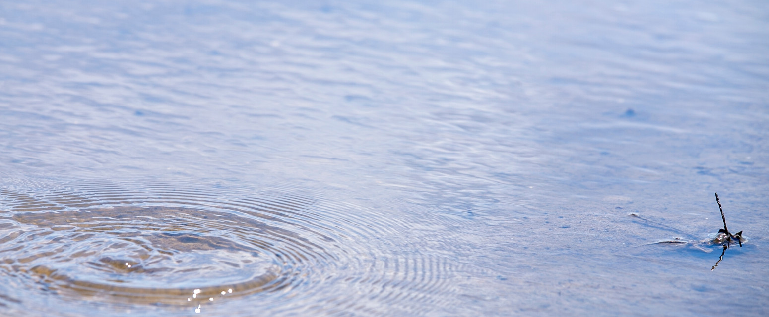 Šumadijsko more: Jedinstveno jezero u Srbiji sa 17 vrsta riba VIDEO