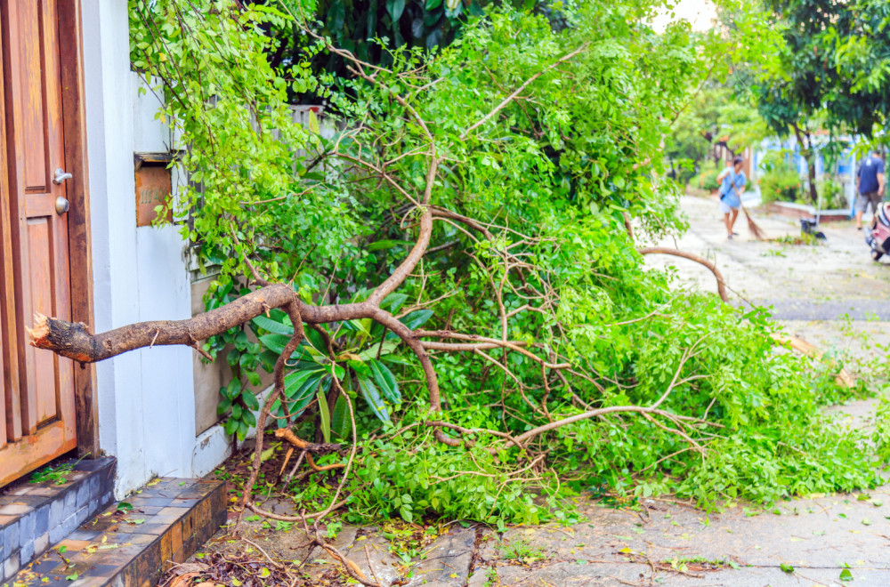 Oluja stigla u Srbiju: U ovom gradu nevreme obaralo drveće VIDEO