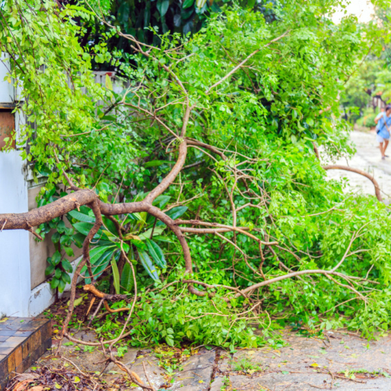 Oluja stigla u Srbiju: U ovom gradu nevreme obaralo drveće VIDEO