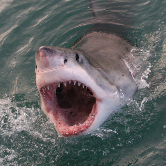 Ajkula napala dete: Sedmogodišnjak ozbiljno povređen FOTO