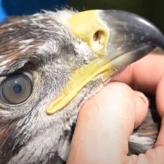 Srpski suri orao pod satelitskim nadzorom: Prvi put se prati kretanje "kralja neba" FOTO