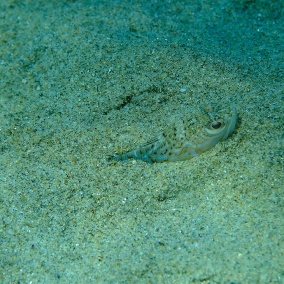 Upozorenje za sve koji letuju na Halkidikiju; Primećene opasne ribe: Ubod izaziva nesnosne bolove