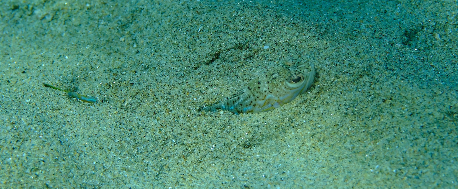 Upozorenje za sve koji letuju na Halkidikiju; Primećene opasne ribe: Ubod izaziva nesnosne bolove