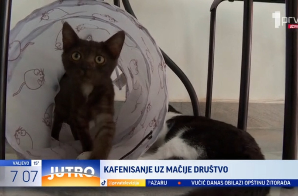 Nova vrsta antistres terapije za Nišlije: Otvoren kafić sa napuštenim macama VIDEO