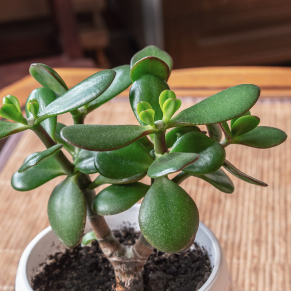 Niste ni znali da može da procveta: Ova 2 sastojka dodajte u saksiju i gledajte čudo