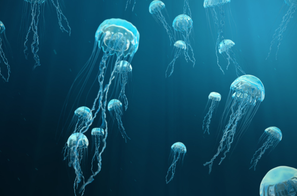 Pronađena vrsta meduze za koju se mislilo da je izumrla
