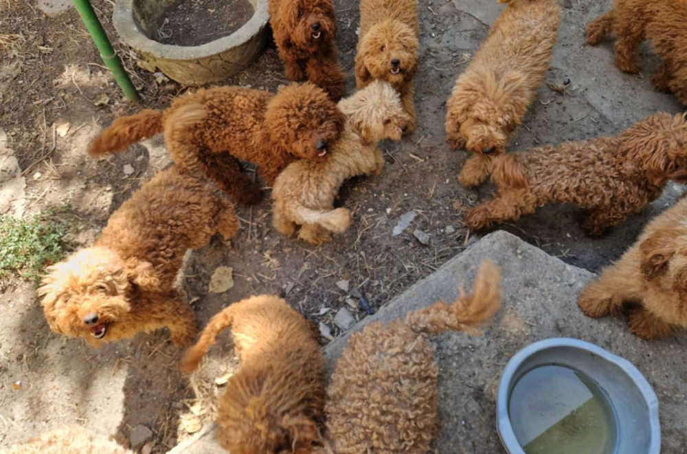 Razbijen lanac ilegalne prodaje pasa u Zrenjaninu: Zaplenjeni psi vredni 3,5 miliona dinara