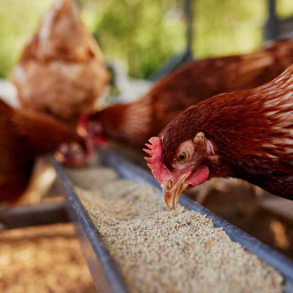 Farmeri na mukama: Tržište jaja potresa novi problem