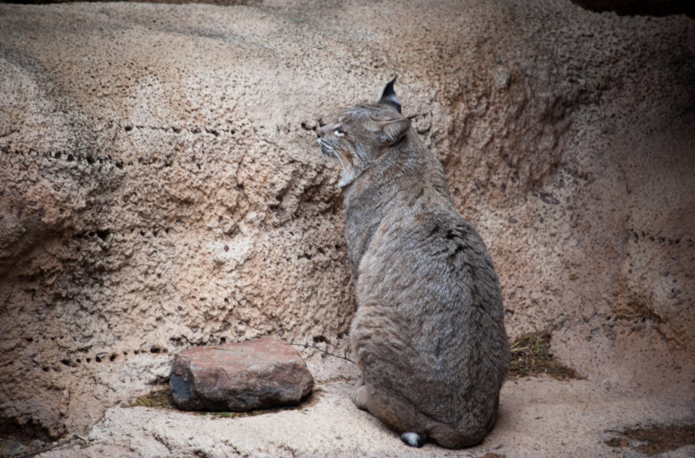 Zoološki vrt u Danskoj pozvao da im se doniraju neželjeni kućni ljubimci: Biće hrana drugim životinjama ANKETA