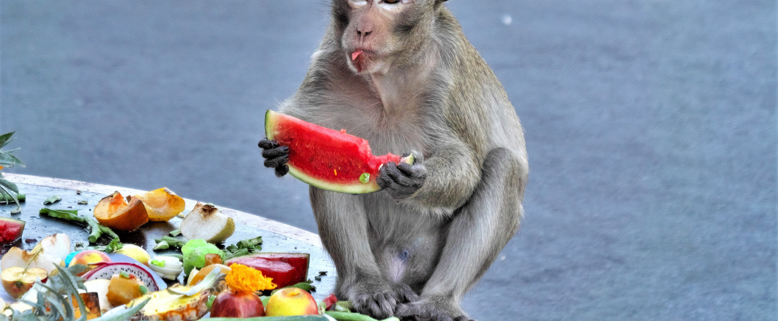 Haos na Crnogorskom primorju: Majmun upao u restoran, gosti vrištali i bežali VIDEO