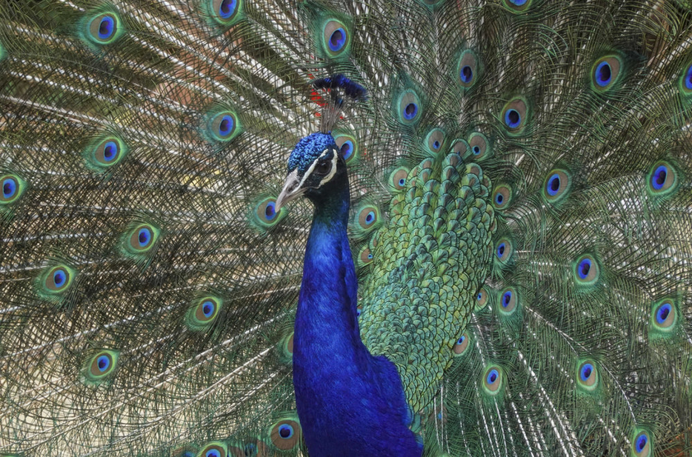 Paunovi imaju "lasere" u svojim repovima