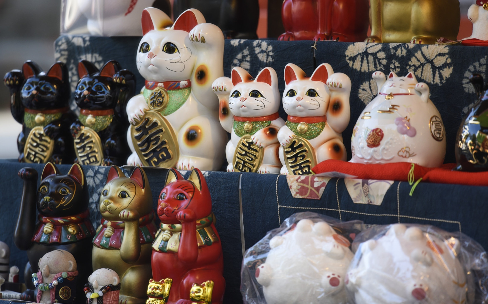 Njeno veličanstvo - mačka