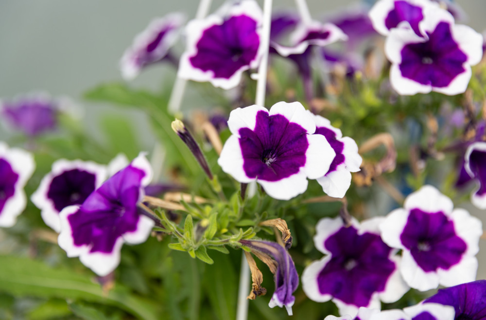 Porodica Živulović otkriva recept za uspeh u cvećarstvu FOTO