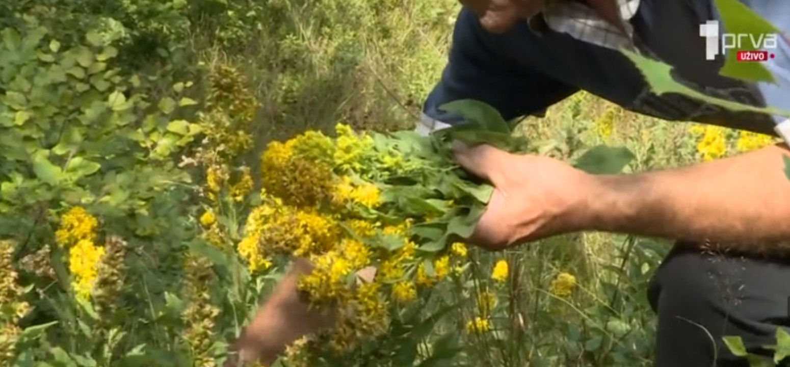 Jedinstvena srpska planina bogata lekovitim biljem: Raj za ljubitelje prirode VIDEO