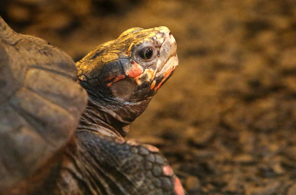 Kinez krijumčario kornjače u čarapama, zaradio 1,4 miliona dolara