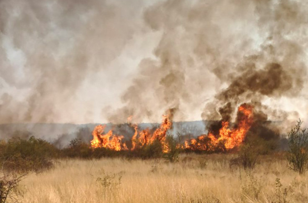 Požar kod Kladova lokalizovan: Gorelo više od 100 hektara FOTO