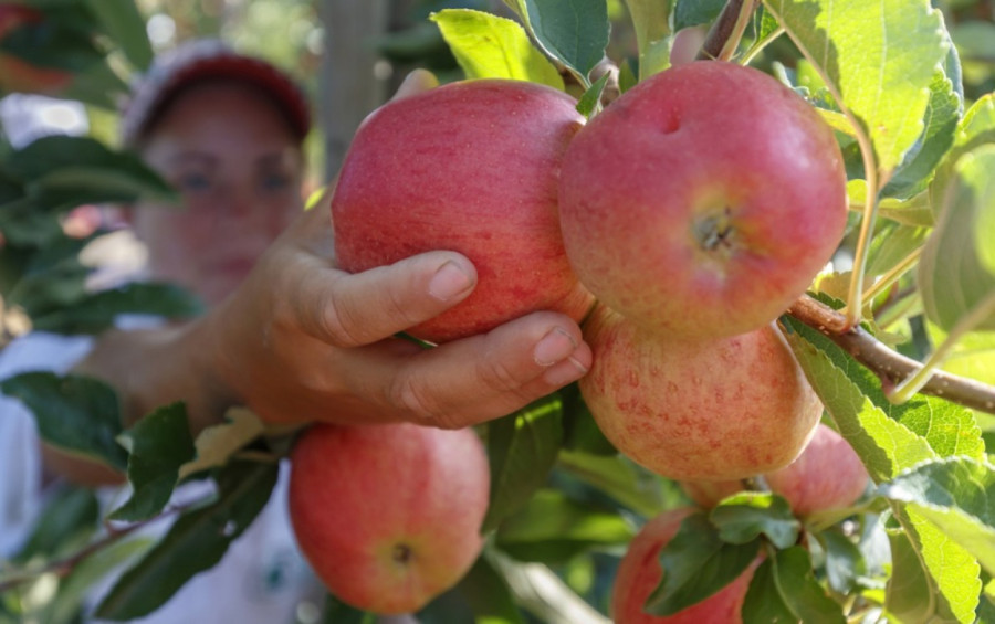 Svi jedemo jabuke pogrešno: Nutricionisti otkrivaju najbolji trenutak za nju kako biste podigli energiju