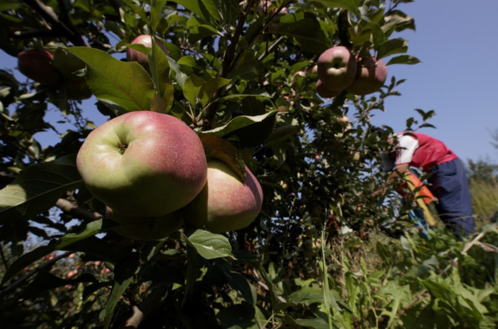 Poljoprivrednici mogu da dobiju do milion evra: Rok do 31. decembra