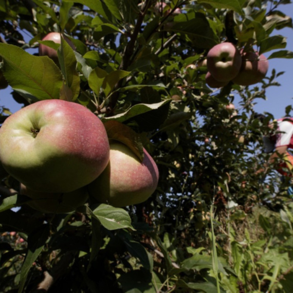 Poljoprivrednici mogu da dobiju do milion evra: Rok do 31. decembra