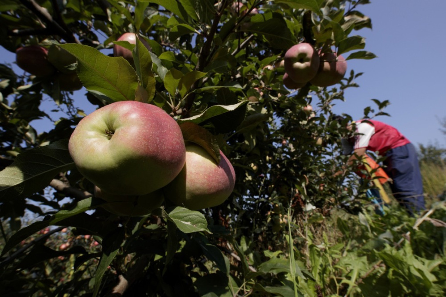 U Srbiji manji broj jabuka zbog prolećnog mraza: Najviše nastradali lešnici, kajsije i trešnje
