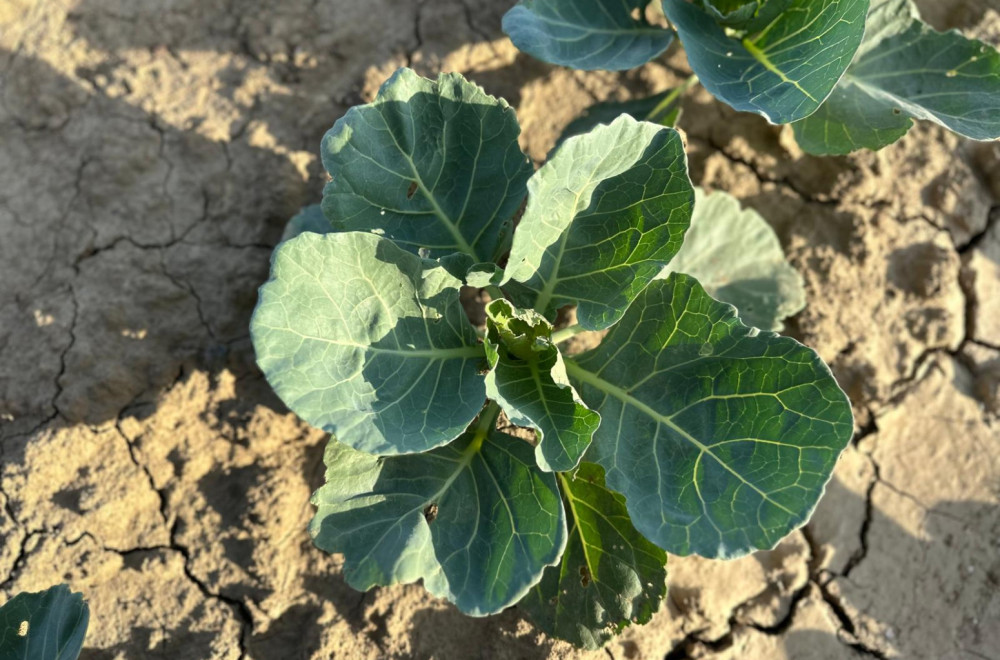 Završena sadnja kupusa u pomoravskim selima kod Čačka: Ima li razloga za brigu od suše?