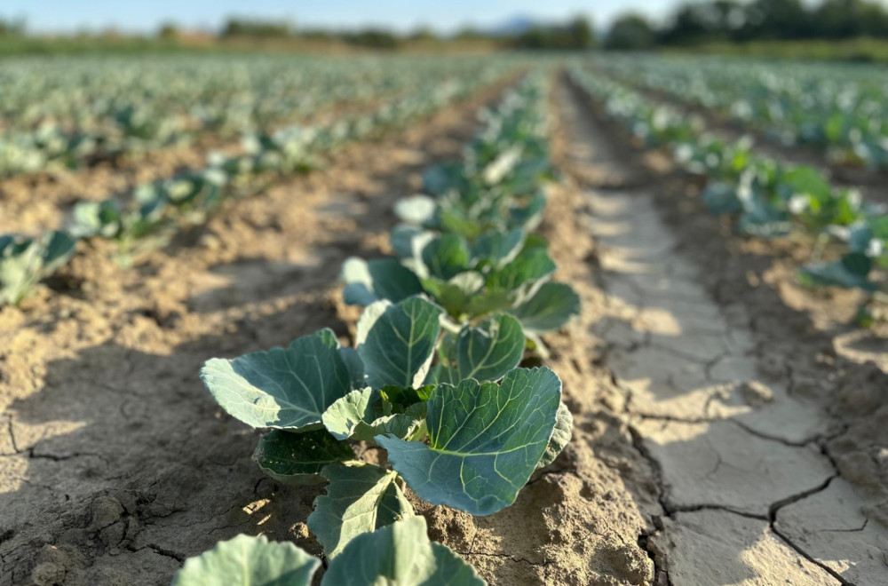 Završena sadnja kupusa u pomoravskim selima kod Čačka: Ima li razloga za brigu od suše?