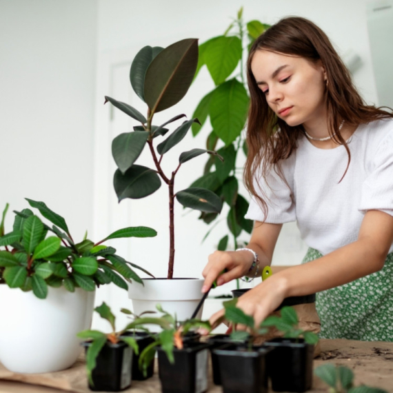 Presadite biljku pre nego što počne da vene: Evo kad je vreme za veću saksiju