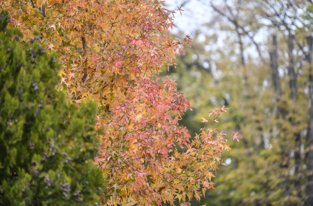 Nova sezona vođenih tematskih obilazaka Novog groblja počinje u septembru VIDEO