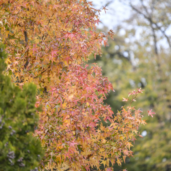 Nova sezona vođenih tematskih obilazaka Novog groblja počinje u septembru VIDEO