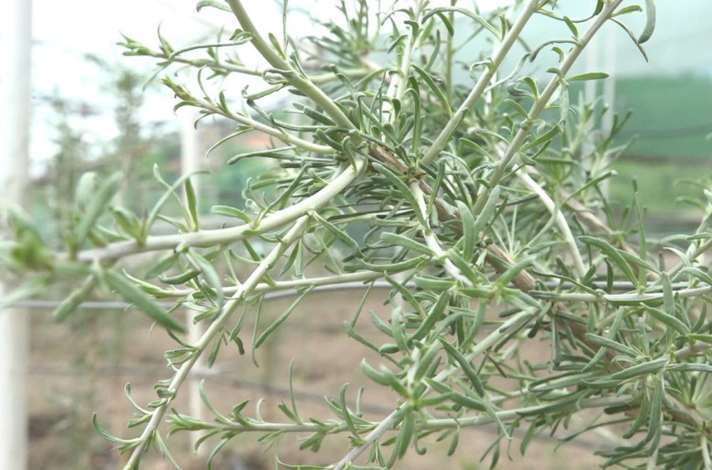 Crno zlato iz plastenika koje leči i rak: Jedini su u Srbiji koji ih uzgajaju FOTO