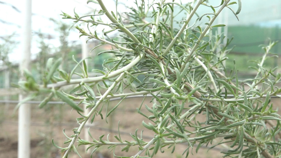 A family from Novi Pazar grows the rarest berries in the Balkans: Black goji - highly medicinal and profitable