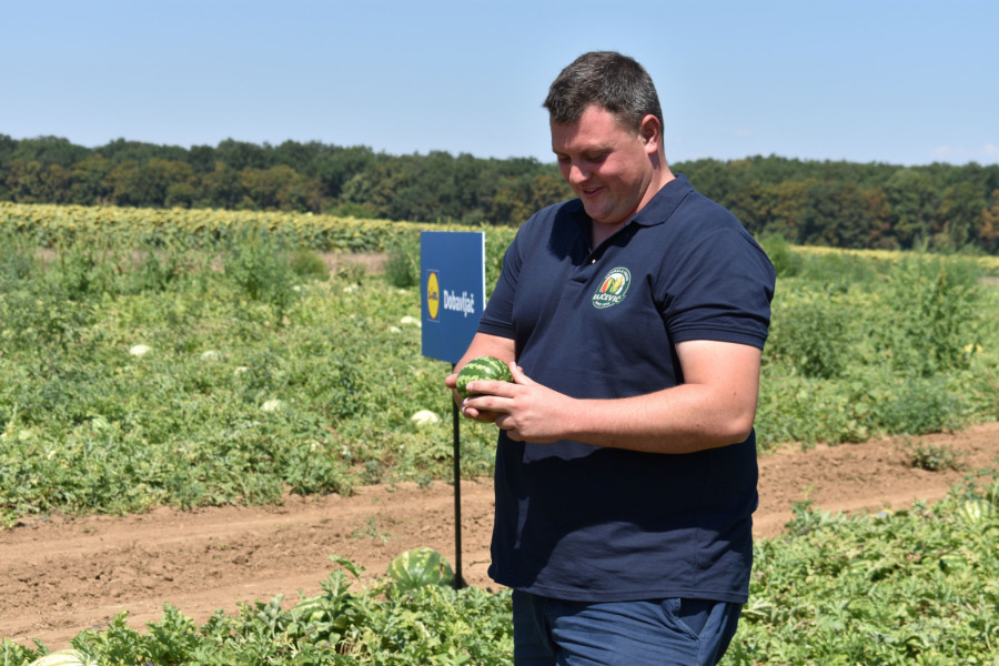 Lidl ove sezone otkupio oko 5.000 tona lubenice iz Srbije: Glavni dobavljač iz Klenka